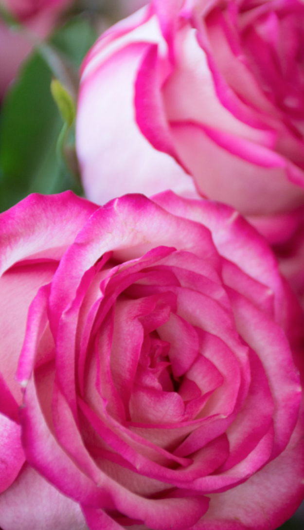 rose veron