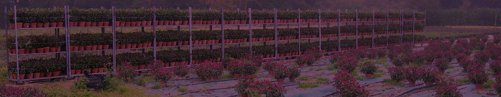 bandeau horticulture
